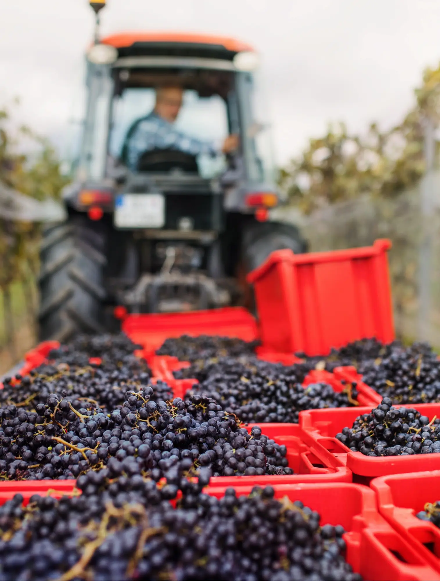 Campagne Ads pour vigneron